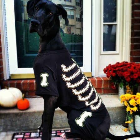 skeleton shirt dog