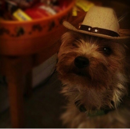 dog in hat