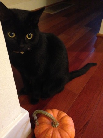 black cat pumpkin