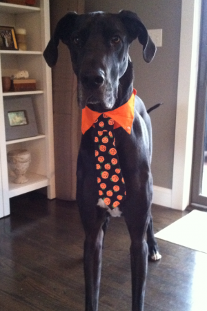 dog in halloween tie