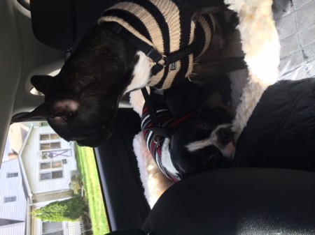 dogs in car bed