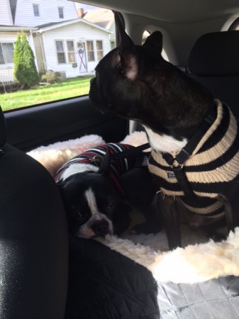 dogs in car bed