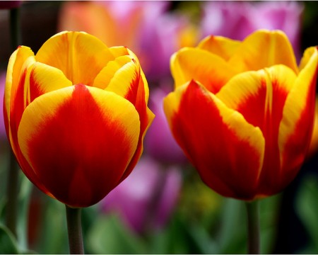 Spring Tulips