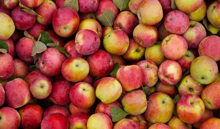 apples