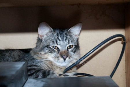 VTech Digital Audio Monitor is a great choice for cat parents